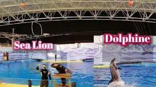 Jeddah Alfakieh Dolphine at Sea Lion Show
