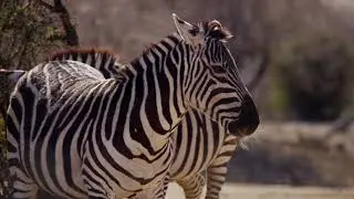 PROMO MOVIE 2019 - PETE SAFARIS
