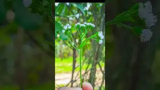 LMC 8.4 Macro Config || Viral Gcam || #gcam #shorts