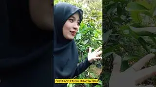PEMERAN FLORA FAUNA 2024 JAKARTA DILAPANGAN BANTENG #shortvideo #florafauna #lapanganbanteng