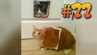 #77 ПРИКОЛЫ С КОТАМИ | КОТЫ 2019 | FUNNY CATS | ПОПРОБУЙ НЕ ЗАСМЕЯТЬСЯ