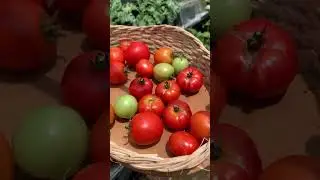 Rooftop Vegetable Harvest #farming  #simpleliving #shorts #harvest