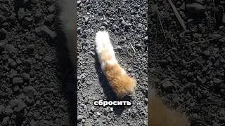 😽Кошка Может Сбросить Хвост? #факты #котики #котик #кошка #cat #shorts #шортс #шортсы