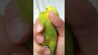 Cicikuş Limonun renkli halleri #video #youtube #funny #bird  #muhabbetkuşu