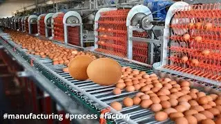 Modern Automatic Egg Farming Harvest Technology. How its Made eggs Chicken Efficiency 