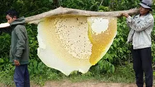 Super BEAUTIFUL Honeybee nest / Harvesting Honey From Giant Forest Honey Bee 🐝😱🦟🔥