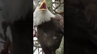 Red tailed hawks call VS bald eagle cry 🦅 