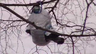 Сообразительный голубь, который все-таки втиснулся!)
