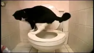 Кот на унитазе