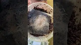 Grindalworm culture 🐟🐟🐟 #shortsvideo #guppy