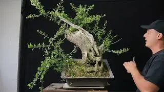 Trail VERSION: First styling of a yamadori Olea sylvestris  | The Bonsai Academy