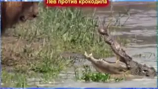 Кто победит?