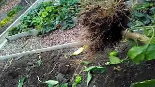Корчуем перцы