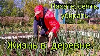ДЕРЕВЕНСКАЯ ЖИЗНЬ: 🏡 ПАШЕМ МОТОБЛОКОМ и заботимся о нашем огороде. Прополка чеснока. 🧄🧄🧄