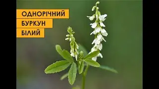 Буркун однорічний - годівник бджіл і землі