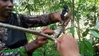 mikat burung raja perling sepot melimpah.....🐥🐥🐥🐥