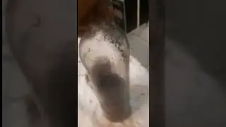 vivário feito de garrafa transparente