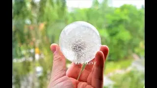 Одуванчик пресс-папье paperweight dandelion 6 см малый. Авторское стекло Юлии Куракиной