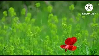 GreenScreenVideo#shorts How to make videos with green Screen