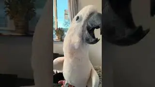 Sunroom Shenanigans: Misha's Solo Playtime & Chatter 🌞🐦 #CockatooConversations