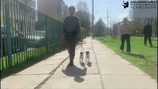 Той фокстерьеры Текила и Лайма. Занятие по дрессировке. Тольятти, 21 апреля 2024.