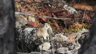 Заповедные тропы Сохондинского заповедника