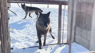 Нежные снежные  волки и все все все.