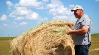 На полях Родины  2019г.  Казахстан  Костанайская область
