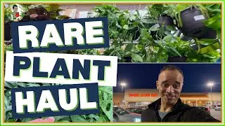 Rare Houseplant Haul: Home Depot Finds for November 2024