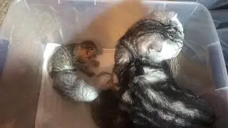 Как кормить котят!