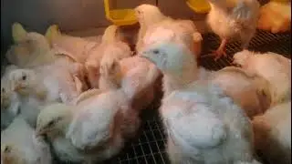 Чёрные точки на теле цыплёнка бройлера. Это кобб или нет?