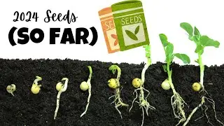 New Seeds I’m Trying for 2024
