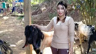 PROSES PENYEMBELIHAN KAMBING INCES