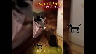 Котофеев канал, СПб