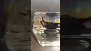 dorcus titanus