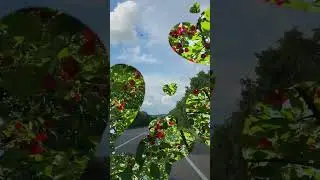 Через тернии к вишням 😍