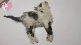 Survival cat