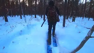 В ТАЁЖНУЮ ИЗБУШКУ В САМУЮ ГЛУШЬ, ЛОСИ ВСЁ ИСТОПТАЛИ И ПЕРВЫЙ СБОР ЧАГИ В ЭТОМ ГОДУ...