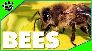 Top 10 Fascinating Facts About Bees You Didn't Know