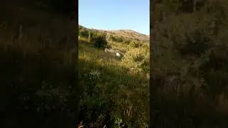 Mera 🐑🐏