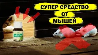 Самый Простой И Самый Лёгкий Способ Избавиться от Мышей!