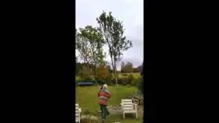 timber