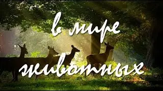 в мире животных