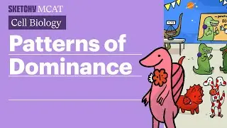 Patterns of Dominance: Phenotypes & Genetic Traits (Full Lesson)  | Sketchy MCAT