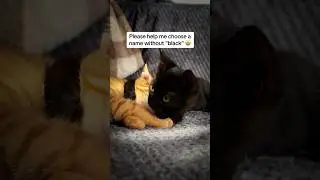 KISA 🐈🐾 LITO 🐈‍⬛🐾 #cat #love #catlover #cutecats