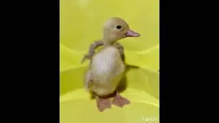 Пекинская🧡#2024 #duck #best #home #instagram #birds #farming #photography #video #moments #life