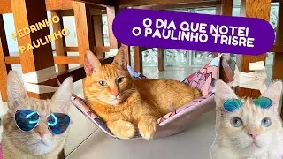 O DIA QUE NOTEI O PAULINHO TRISTE 🥺