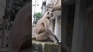 Hanuman 🐒