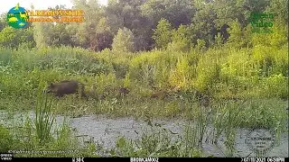 #Wild boars feed on the edge of a forest lake / Кабаны пасутся на краю лесного озера / Sus scrofa