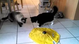 Teddy, Abby, and Peaches play with Cats Meow
